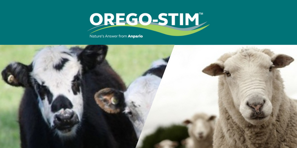 Technical Tip: Orego-Stim Supports Ruminant Gut Health During Worm Challenge